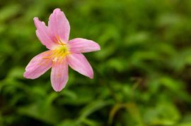 风雨兰花谢后如何处理