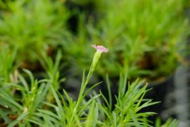 康乃馨茶的特殊功效