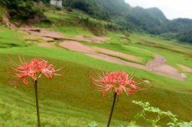 彼岸花怎么种植方法