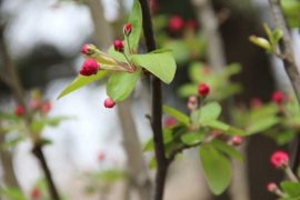 家里养海棠花不吉利真的吗