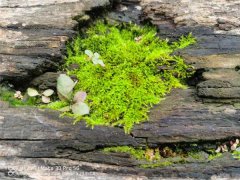 苔藓怎么繁殖，怎么在家里自制苔藓