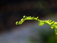 蕨类植物能净化空气吗？