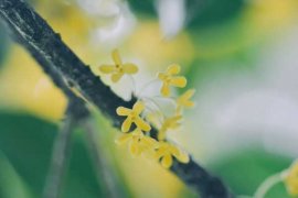 桂花开花为什么不香