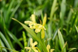 如何养好大一品兰花，植料和养护要点