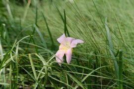 风雨兰养殖方法