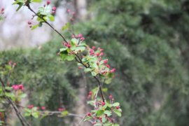 海棠花用什么盆土