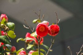 山茶花图片：山茶花花语及代表意义