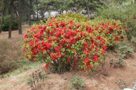 海棠花的花语是什么