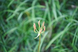 彼岸花什么时候开花