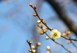 移栽梅花多久能生根，梅花何时移栽易成活