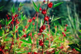 洛神花怎么泡茶喝