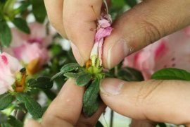 杜鹃花是几月份开花，是哪里的市县花