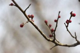 梅花种植方法注意事项