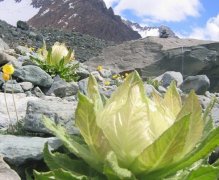 雪莲花的花语：纯白的爱、坚韧、纯洁、给人们