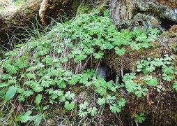 四川发现国家一级重点保护野生植物独叶草