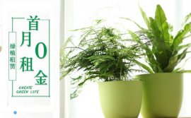 成都大成志得园林：绿植租赁首月0租金