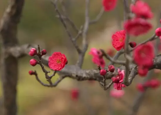 南京市花为何是梅花？