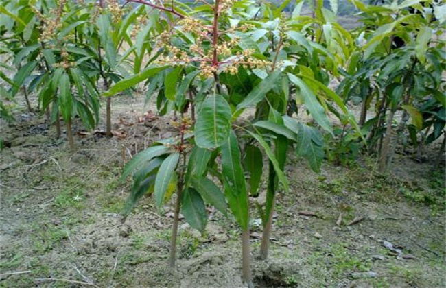 芒果的种子育苗技术