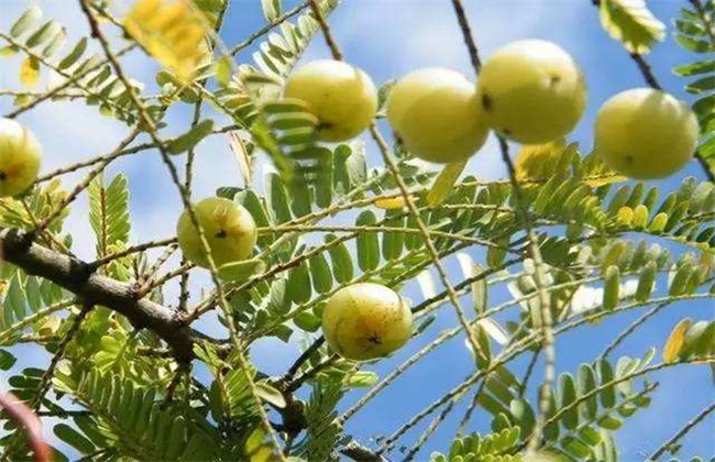 余甘果 种植技术 苗期管理