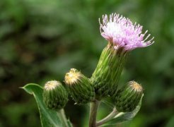 刺儿菜是什么？刺儿菜图片