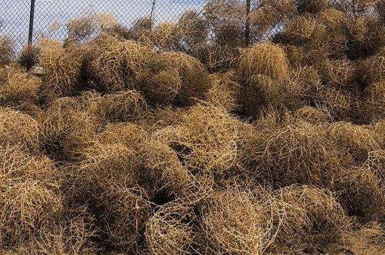 风滚草是不是茴香