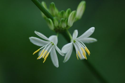 吊兰会开花吗？6月7月会开白色的小花