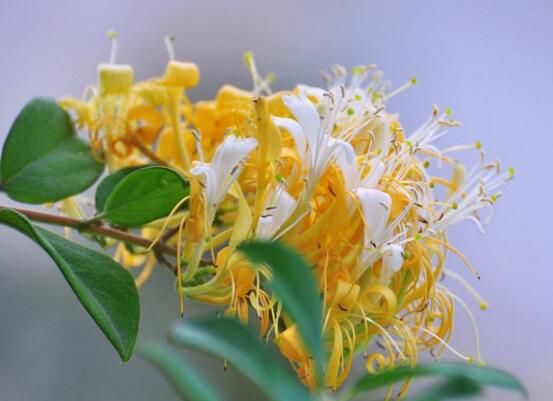 金银花适合室内种植吗？