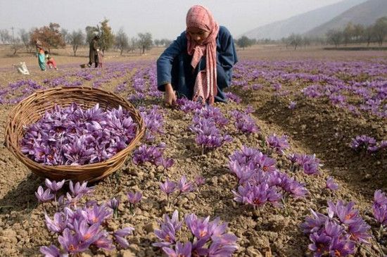 藏红花产地在哪里？原产波斯古国/现在伊朗为最