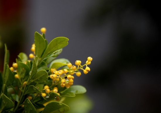 米兰花蕾焦枯