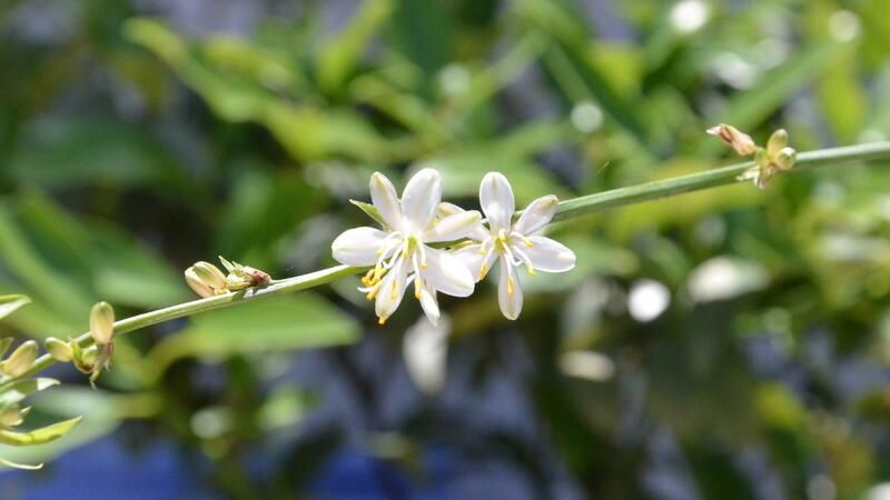 吊兰开花吗？吊兰5月开花白色花朵