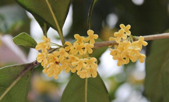 桂花养在家里风水好吗？桂花晚上最好搬出卧房