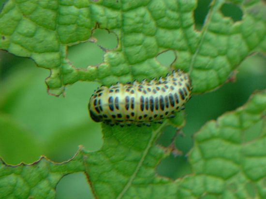 怎样防治蝶、蛾类害虫