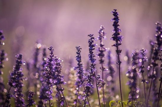 蓝花鼠尾草怎样养殖：喜温暖湿润和阳光充足的