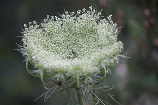 白芷种植技术：三个步骤手把手教你种植