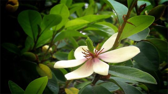 含笑花的花语是什么？含笑花花语是含蓄和矜持