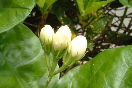 刚买的茉莉花掉苞是怎么回事？茉莉花掉苞的解