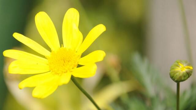 太阳花唯美花语