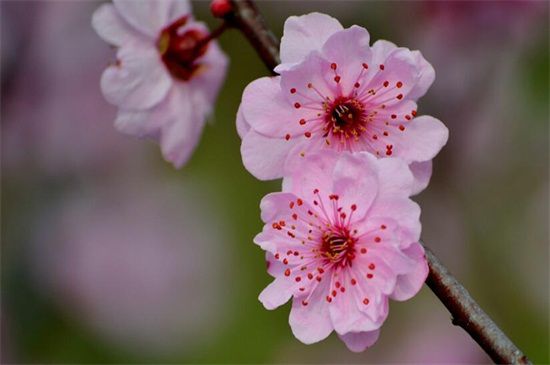 桃花是什么季节开的