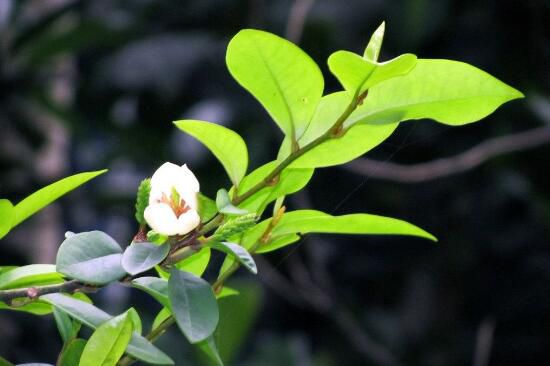 含笑花不开花怎么办？五个步骤教你轻松解决