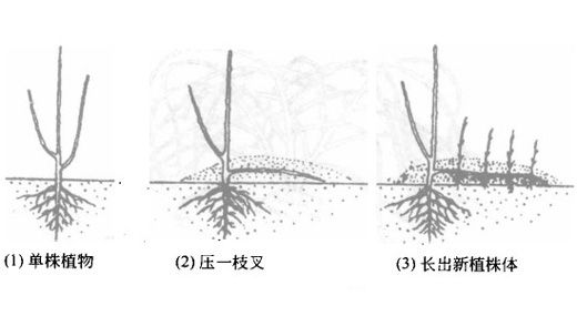 压条繁殖简图