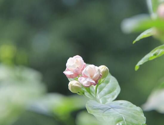 茉莉花的花语：忠贞不移的爱情