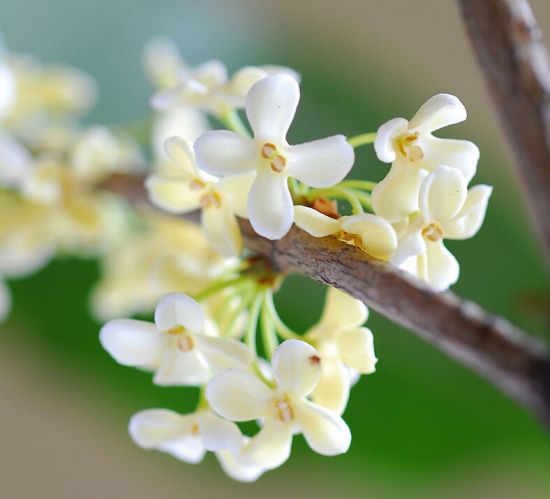 盆栽桂花为什么不易开花？