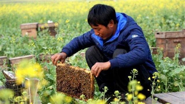 养蜜蜂蜂王不走的技术