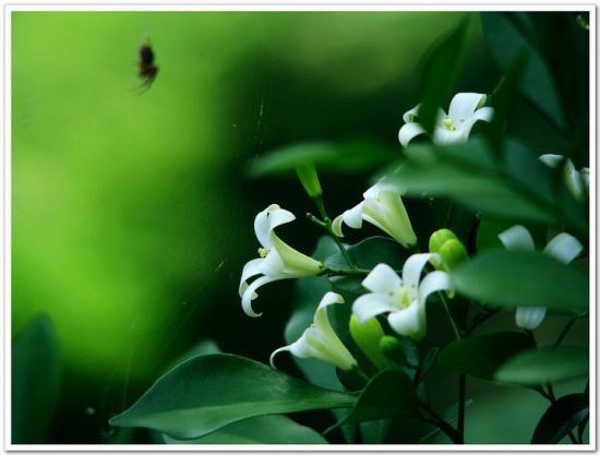 七里香（千里香）的种植方法（全解）