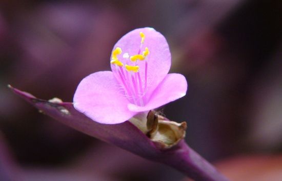 要养好一种花需要了解哪些知识