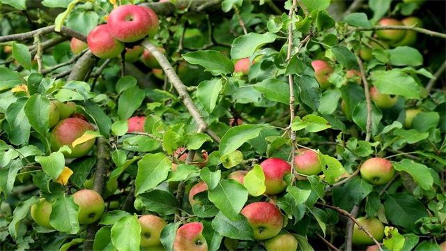 苹果树几年结果？苹果树3年左右结果