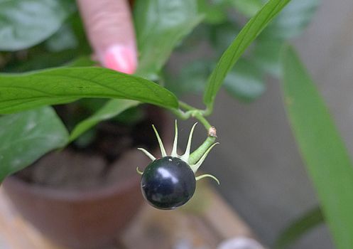 茉莉花种子：以南地区可常见到结籽