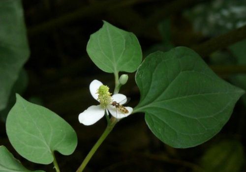 鱼腥草种植方法：春季根茎挖出栽种