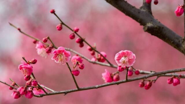 梅花的花语是什么