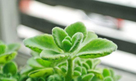 10种适合家养的“三好”植物